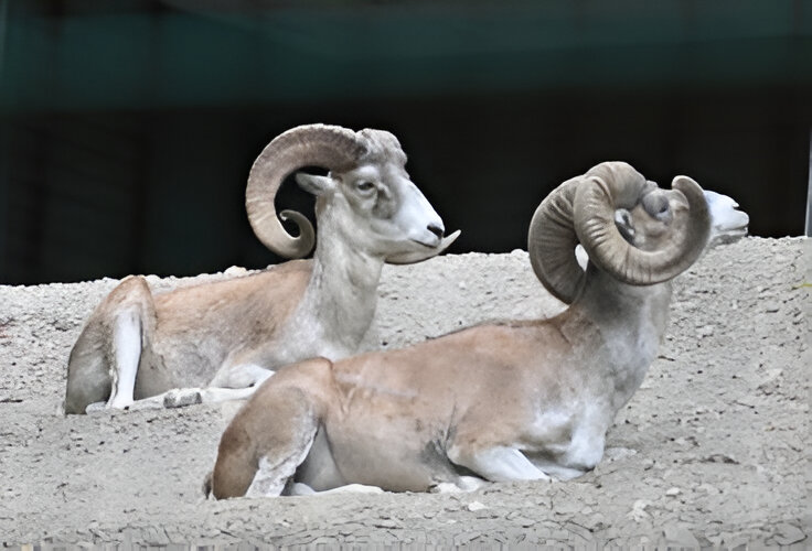 Marco Polo Sheep