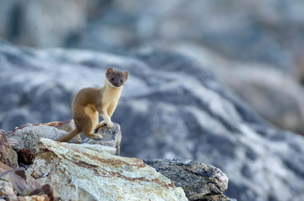 Mountain Weasel