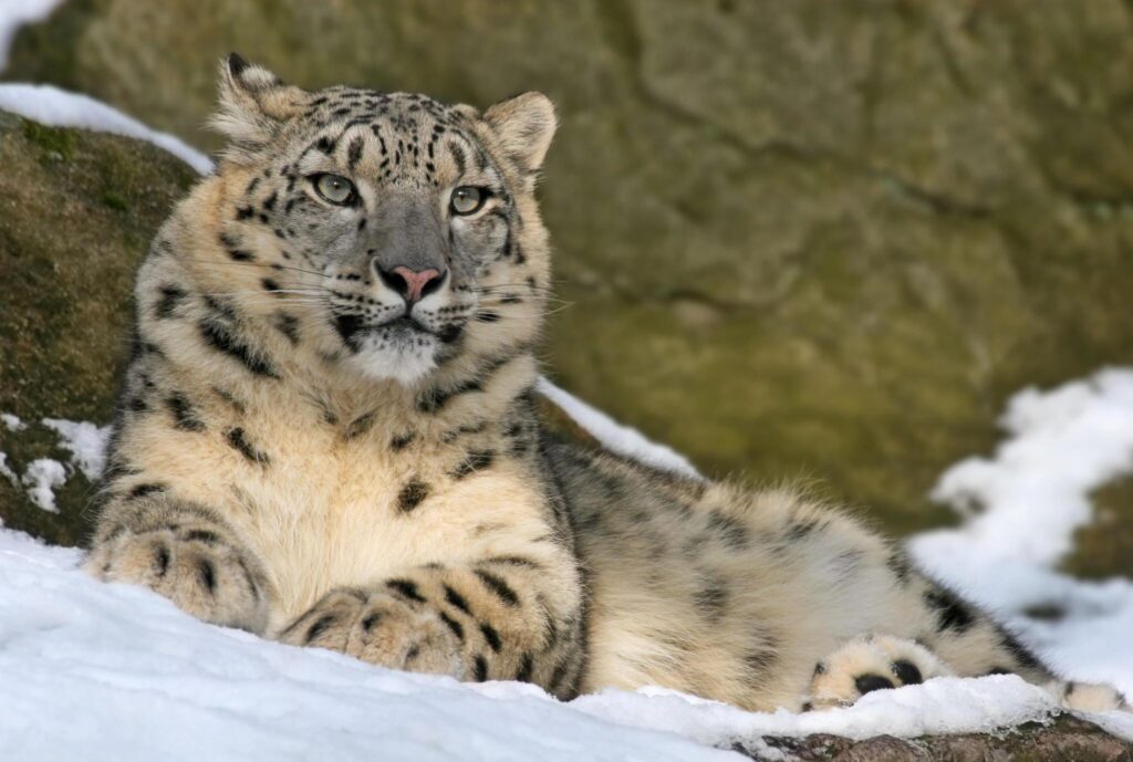 snow leopard
