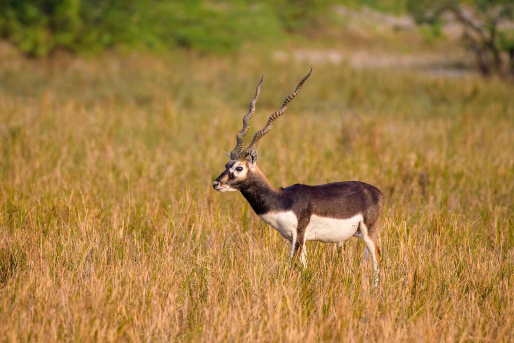 Black Buck