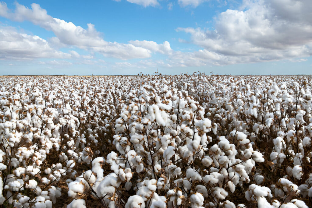 Cotton Crops