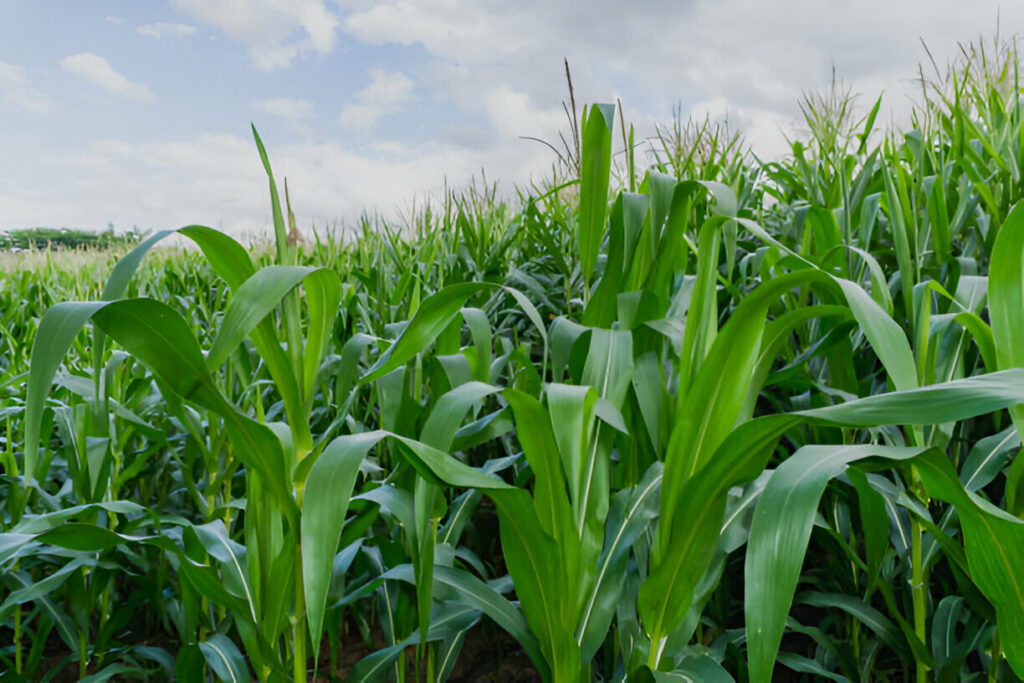 Maize Crops