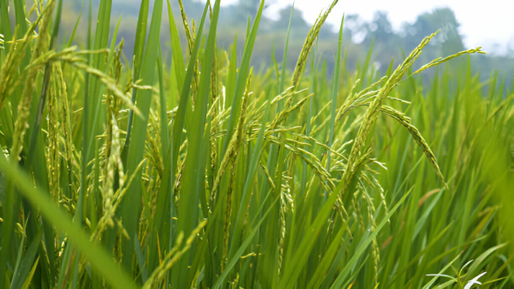 Rice Crops