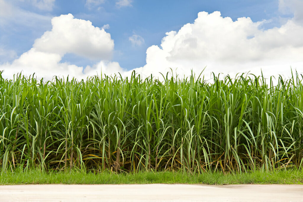 Sugarcane Crops