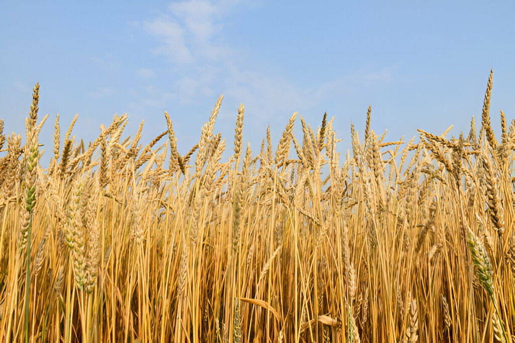 Wheat Crops
