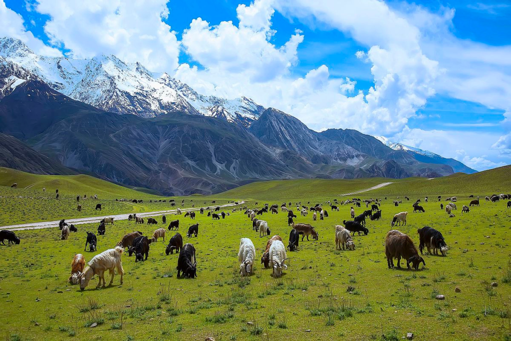 Chitral Gol National Park